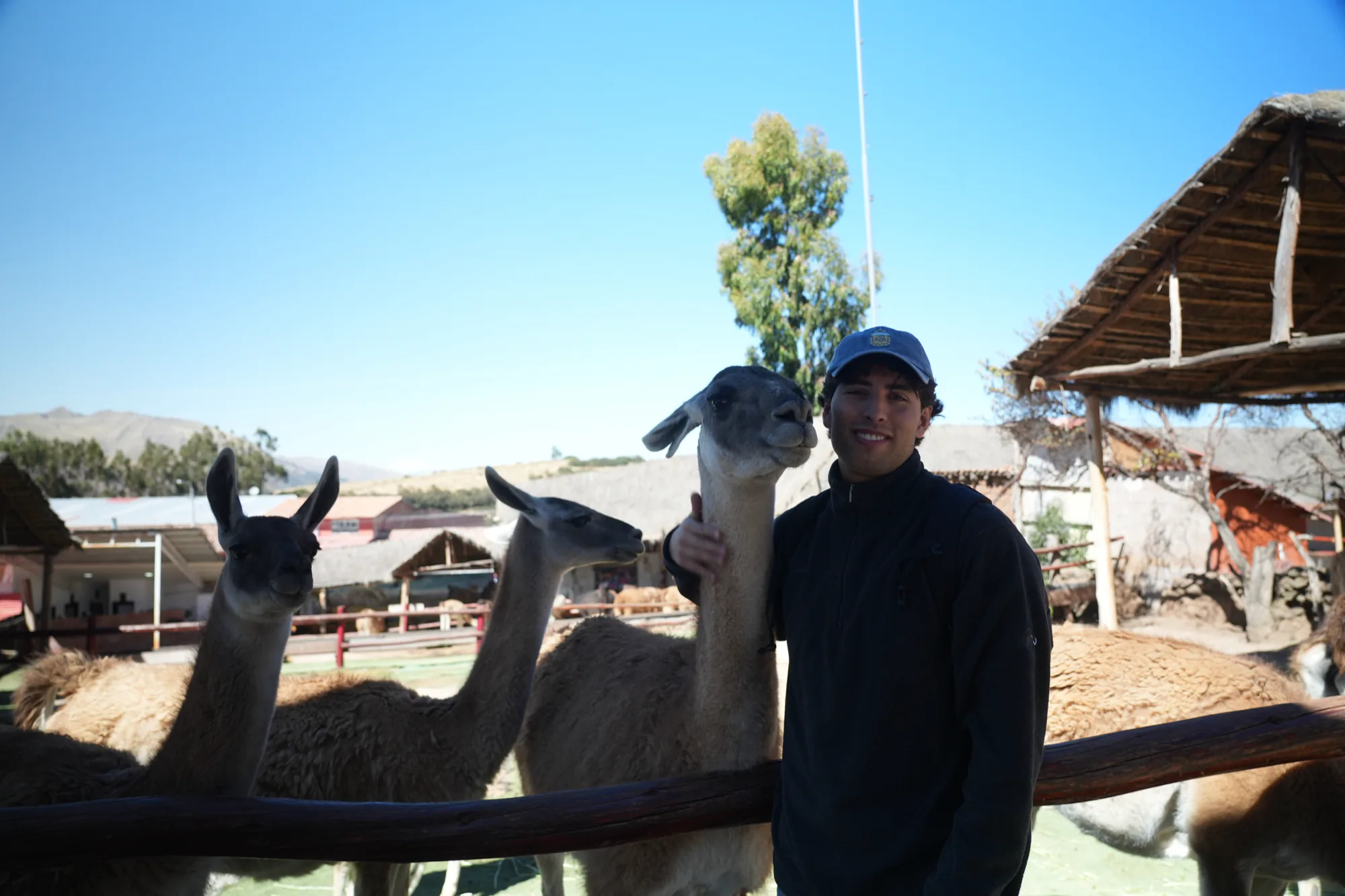 Yuri steht in Peru zwischen mehreren Lamas und hält eines von ihnen am Hals.